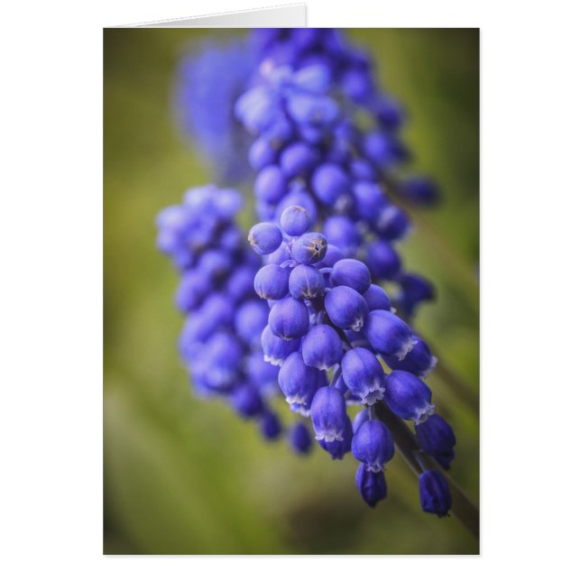 Little Blue Buds (Front)