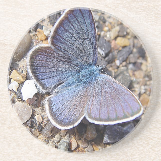 Little blue butterlfly coaster (Front)