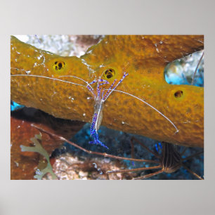 Little Blue Cleaner Shrimp Poster