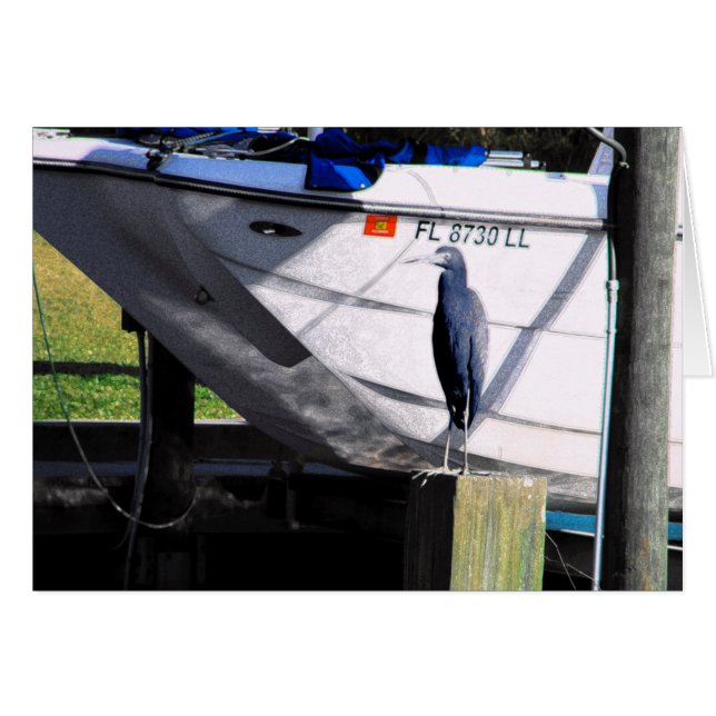 Little Blue Heron (Front Horizontal)