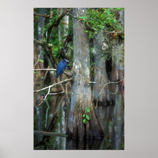 Little Blue Heron in Cypress Swamp Poster (Front)