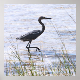 Little Blue Heron on Canvas Print
