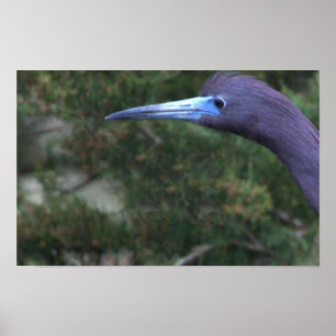 Little Blue Heron Photo Poster