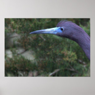 Little Blue Heron Photo Poster