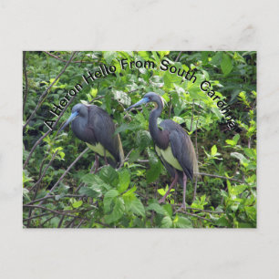 Little Blue Heron Post Card South Carolina