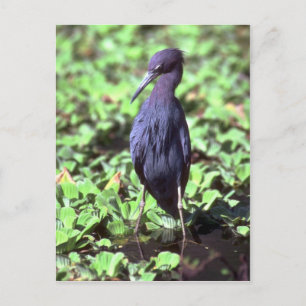 Little Blue Heron Postcard