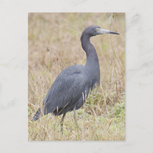 Little Blue Heron Postcard
