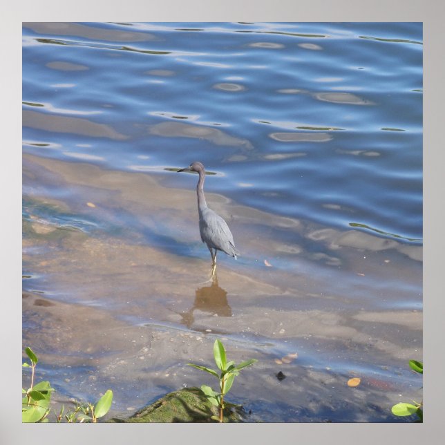 Little Blue Heron Poster (Front)