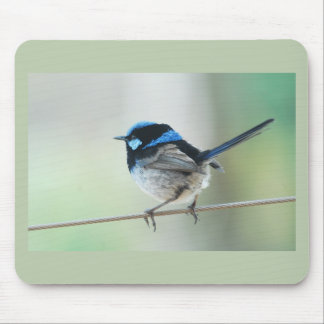 Little Blue Wren (Superb fairywren) Australia Mouse Pad
