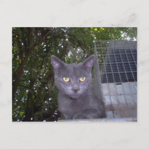 Little Boy Blue Postcard