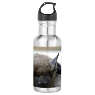 Little brown bat (Myotis lucifugus) 532 Ml Water Bottle
