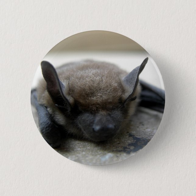 Little brown bat (Myotis lucifugus) 6 Cm Round Badge (Front)