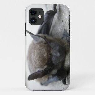 Little brown bat (Myotis lucifugus) iPhone 11 Case