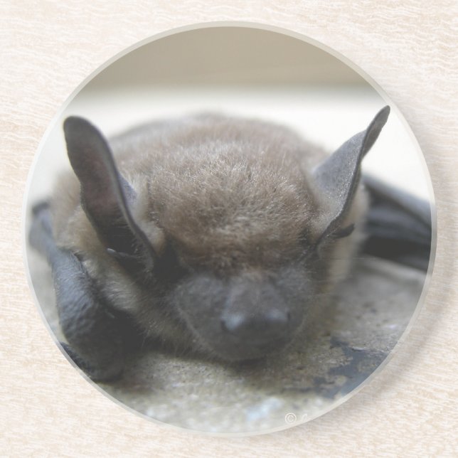 Little brown bat (Myotis lucifugus) Coaster (Front)