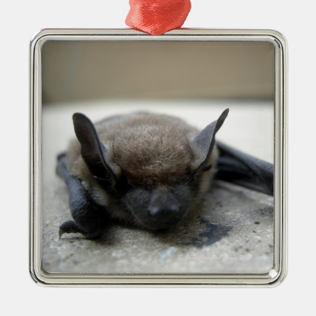 Little brown bat (Myotis lucifugus) Metal Tree Decoration (Front)