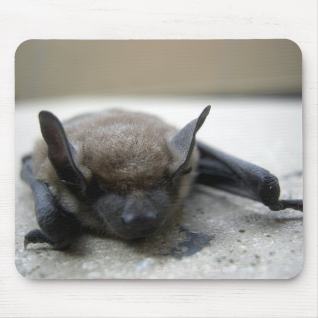 Little brown bat (Myotis lucifugus) Mouse Pad (Front)