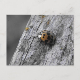 Little Bug Postcard