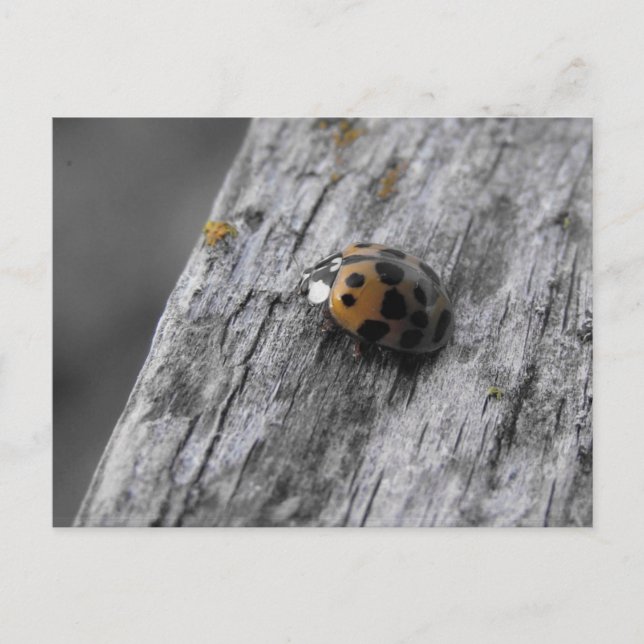 Little Bug Postcard (Front)