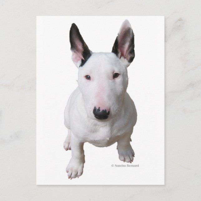Little Bull Terrier Postcard (Front)