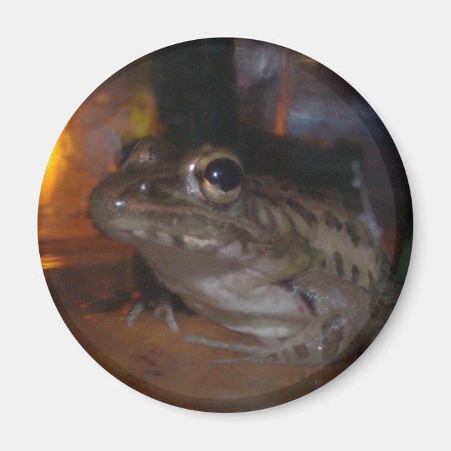 LITTLE BULLFROG MAGNET (Front)