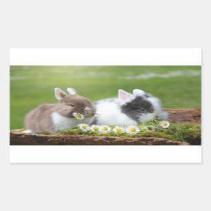 Little Bunnies With Daisies Rectangular Sticker