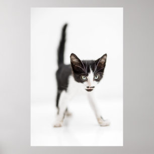 Little Cat Poster