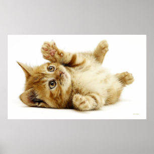 LITTLE CAT POSTER
