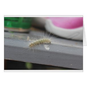 Little Caterpillar