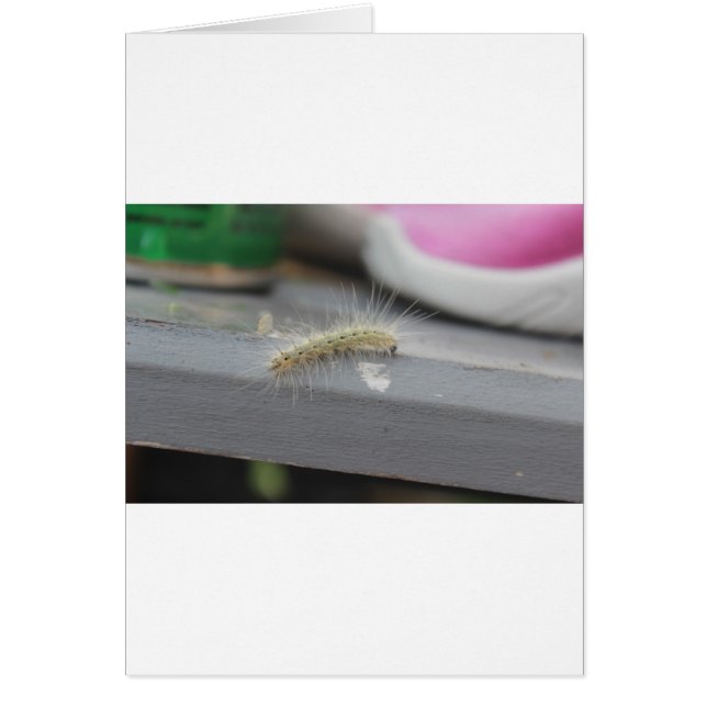 Little Caterpillar (Front)