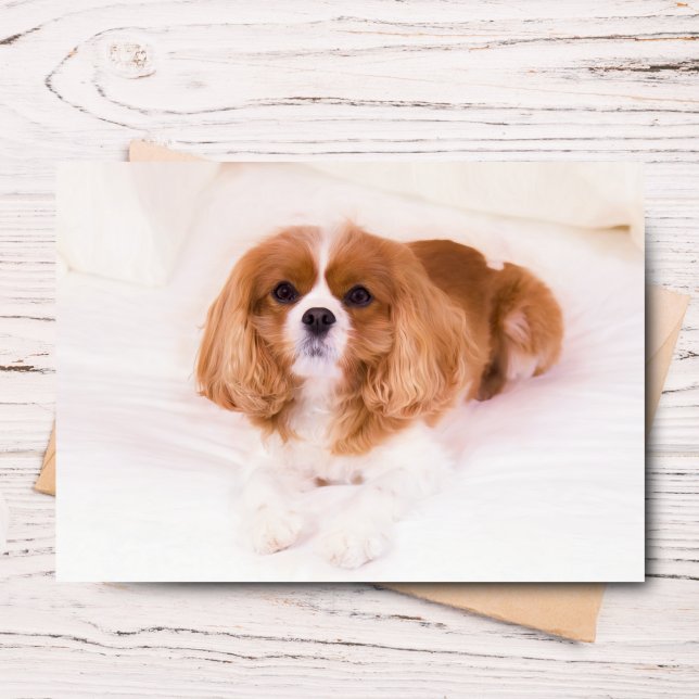 Little Cavalier King Charles Spaniel Greeting Card (Send joy with this adorable Sadie greeting card for any occasion.)