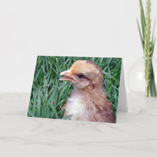Little Chick in the Grass All Occasions  Card