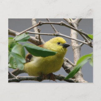 Little Chickadee Postcard