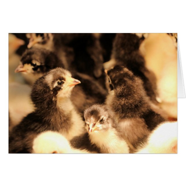 Little chicks (Front Horizontal)