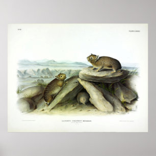 Little-chief Hare, American Pika Ochotona princeps Poster