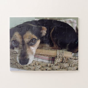 Little Chihuahua Jigsaw Puzzle