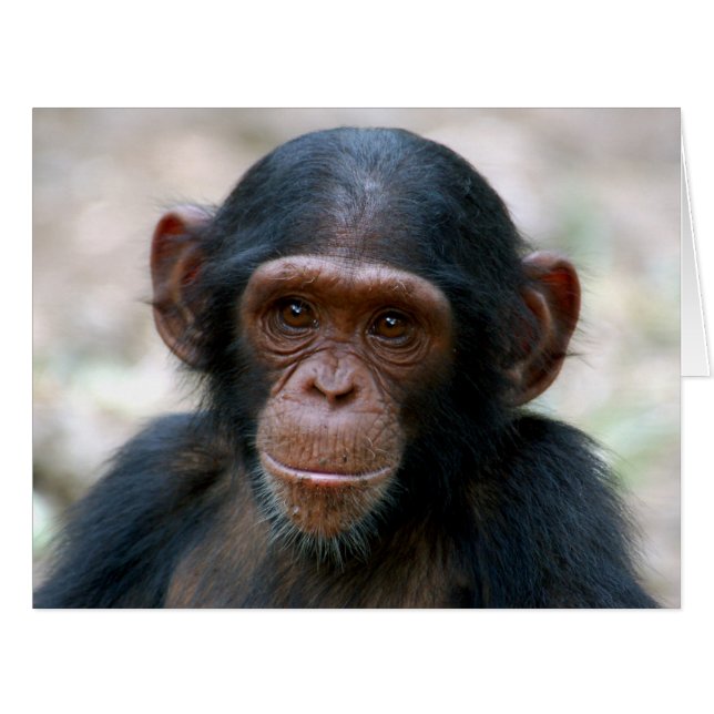 Little Chimp (Front Horizontal)
