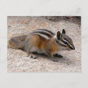 Little Chipmunk on Path Postcard