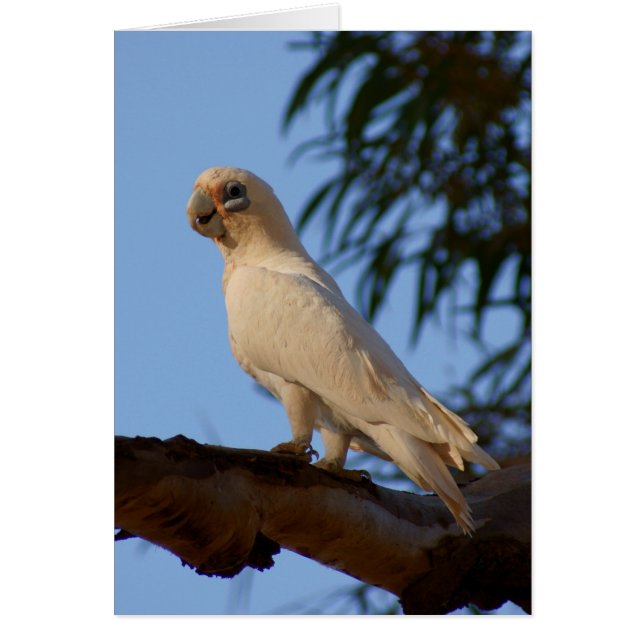 little Corella (Front)