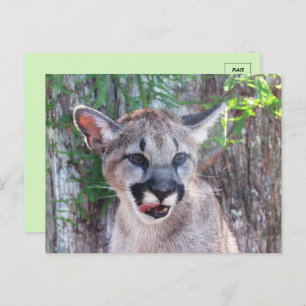 Little Cougar Cub Postcard