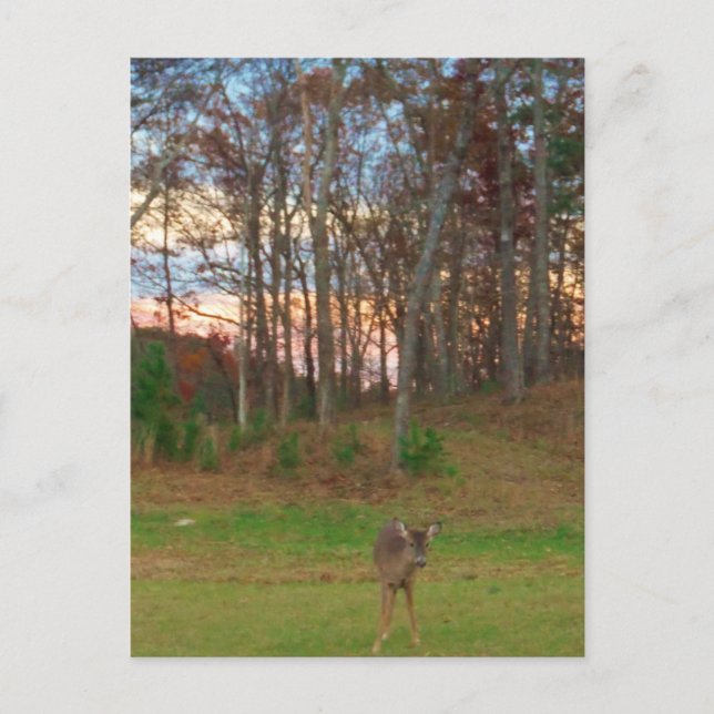 Little Deer &a Pink Sunset Postcard (Front)