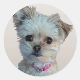 Little dog sticker
