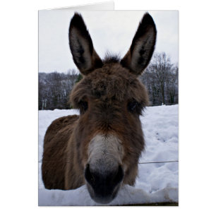 Little Donkey