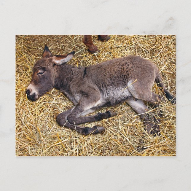 Little donkey foal sleeping on straw postcard (Front)
