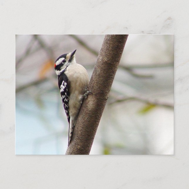 Little Downy Woodpecker Bird Postcard (Front)