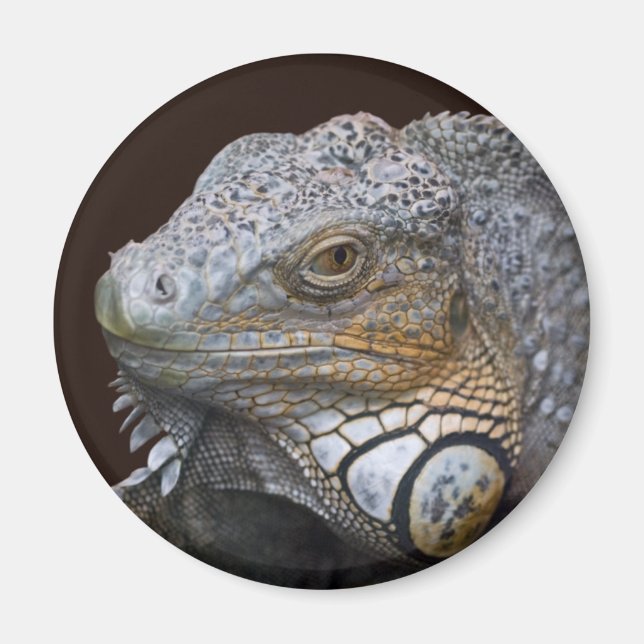 Little Dragon Magnet (Front)