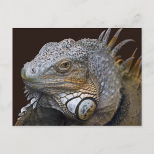 Little Dragon Postcard