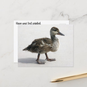 Little Duckling Postcard