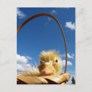 little duckling postcard