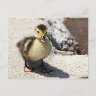 Little Duckling Postcard