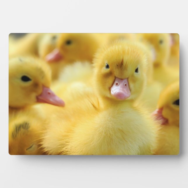 Little Ducks Plaque (Front)